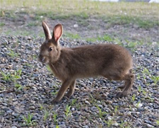 Wild rabbits that inhabit the green space at the Kashima Plant