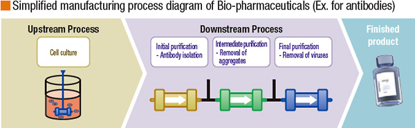 Simplified manufacturing process diagram of Bio-pharmaceuticals (Ex. for antibodies)