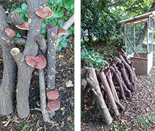 Cultivation of shiitake mushrooms at the Relaxation Garden green space entrance