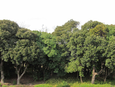 Chiba Plant’s green space