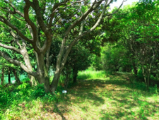 Green buffer zone at Yokkaichi Plant