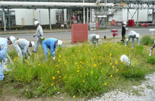 Removing specific nonnative plants (Coreopsis lanceolata)