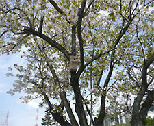 Additional installation of birdhouses.