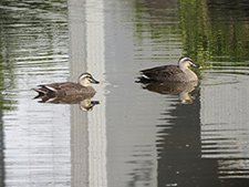 Spot-billed ducks in the pond within the biodiversity promotion area (observed for seven consecutive years)