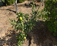 Orange trees were planted in the green buffer zone