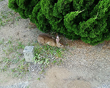 A hare is observed in the biodiversity promotion area.