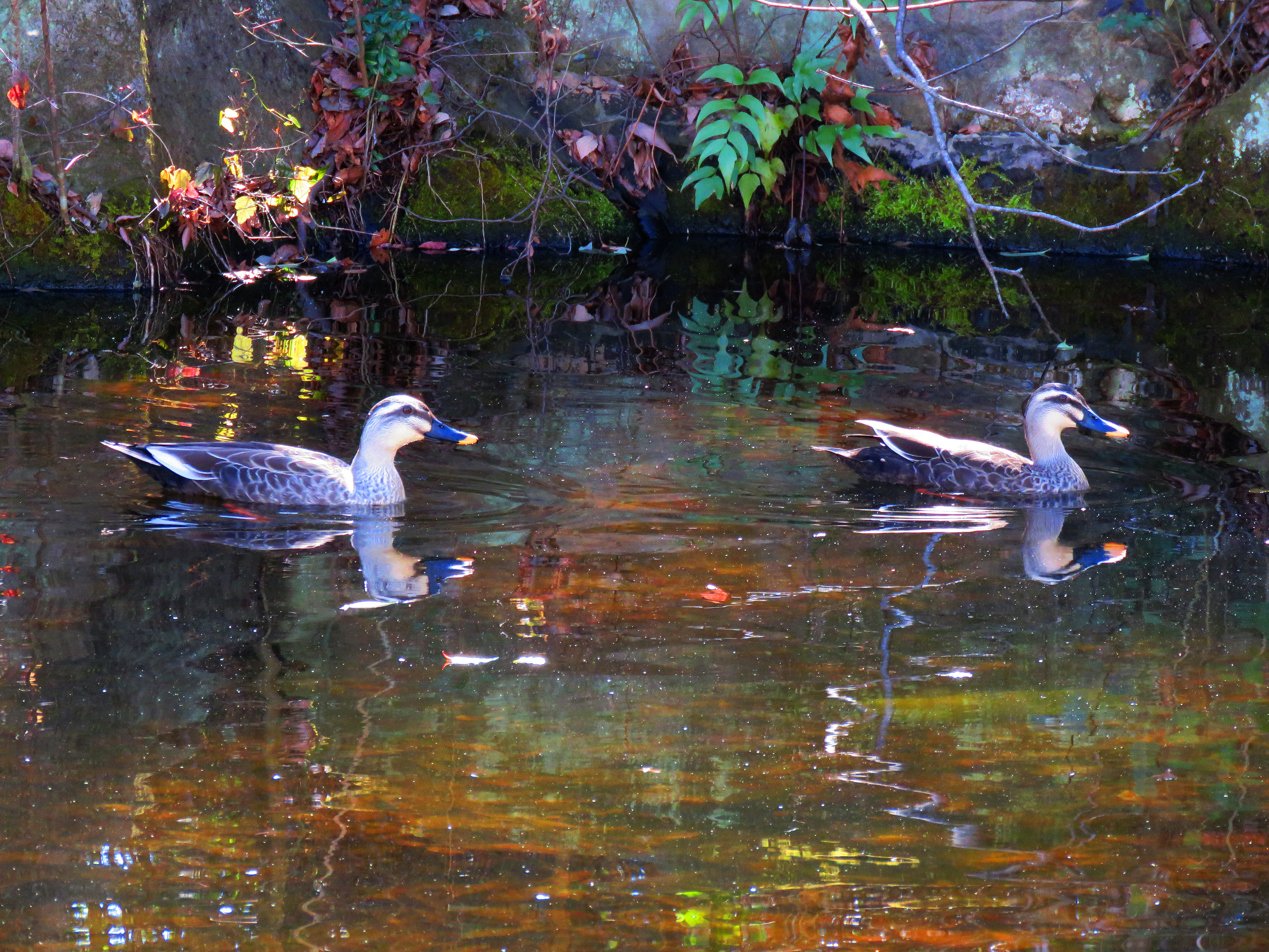 The presence of spot-billed ducks has been confirmed for nine consecutive years