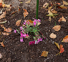 「憩いの広場」に植えた芝桜1