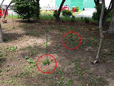 「憩いの広場」に植えた芝桜2